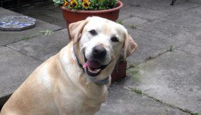 10 Things You Might Not Know About Dogs