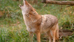 Animals-Wallpapers-100