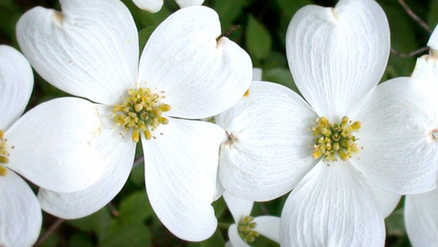 Dogwood