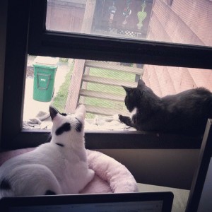 Looking out the window
