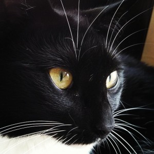 Willow
