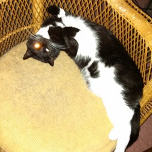 Willow in the wicker chair
