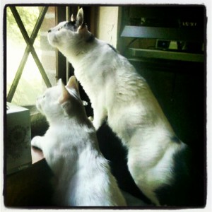 Meena and Hawk