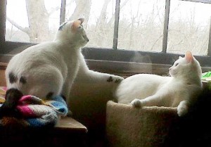 Meena and Hawk