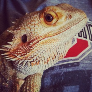 Belle, the bearded dragon