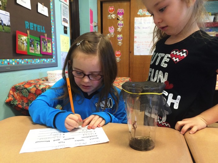 Animal Classifications 2 in post