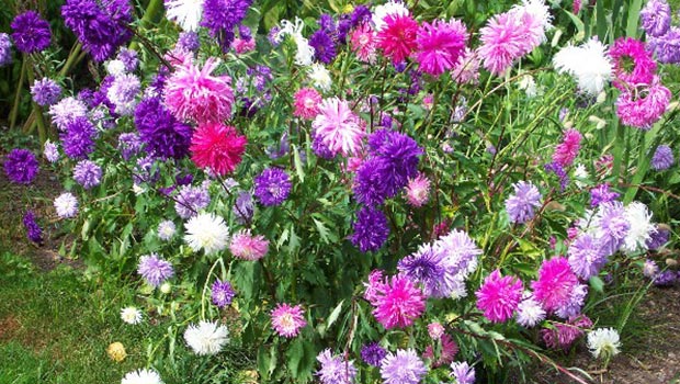 Asters