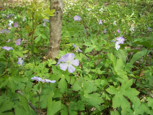 wild geraniums