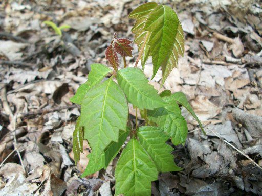 poison ivy